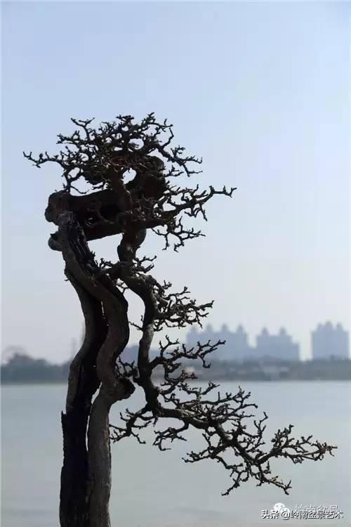  「作品」有年功的盆景，品相好，价值高！
