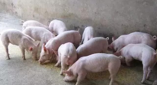 猪肉价格飞涨，省下达养猪令！揭阳今年目标110万头