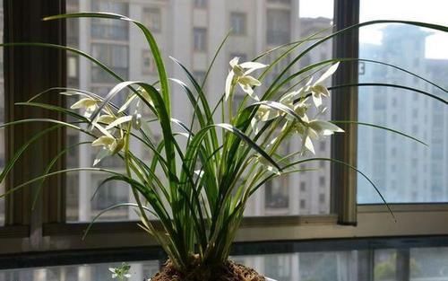  「情况下」兰花病歪歪的不开花？3点做不足，养成“吊兰”，难开花