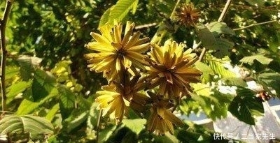  #列为#喜树被列为第一批国家重点保护野生植物，头状花序近球形