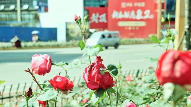  「开好」井研县丨花都开好了！10000余平方米月季花等你来赏