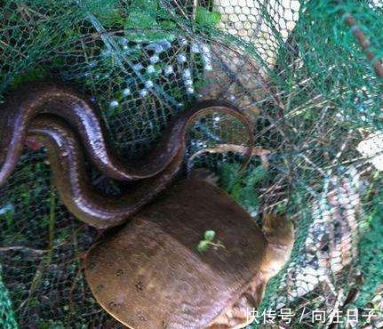  [新造]鱼哭死了，义乌新造“自动吸鱼器”，一扔一收，天天喝不