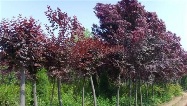  「南方」它原产新疆，如今多省大量种植，南方当绿化树，北方却