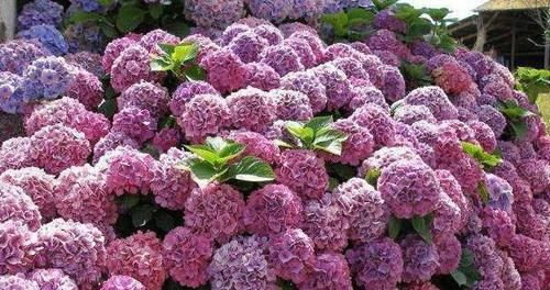 『长出』养绣球“修剪”要做对,花期必开花,花开几百朵,变成“大花球”