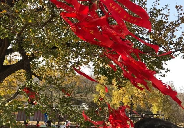 图说中国千年银杏谷