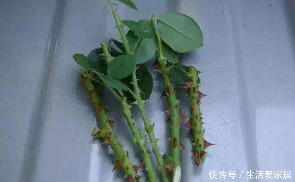  「插穗」扦插生根难？教你“5点”小技巧生根快成活高，但后面没想到