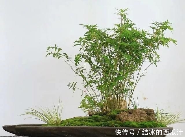 『盘子』用石头盘子来养花,变成小盆景,价值能翻好几倍