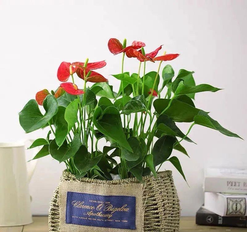 「喜欢疏松肥沃」八种不爱晒太阳的花,一晒就发蔫!