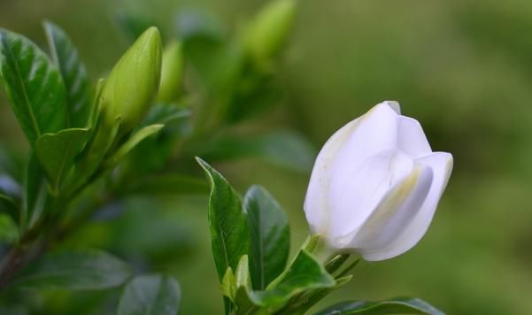  #花友#喜爱栀子花的花友不少，几乎都遇到过黄叶，但水黄和旱黄要区分