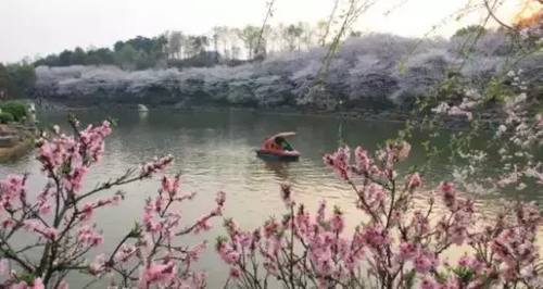 2019长沙最新旅游攻略，2019长沙最佳赏花时间表来了！