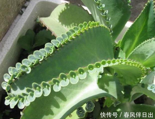  [适合]此3种植物忒适合新手、懒人居家盆栽，随便一养就长势良好