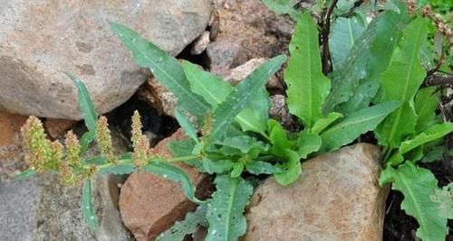  『跌打』它极为珍贵，人称“跌打草”，别摘去喂猪，目前46元一斤