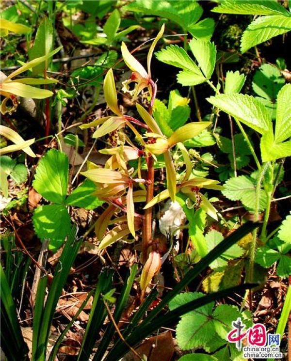  「老师」兰花魂：兰舌终有凋零日 草根不竭永精神