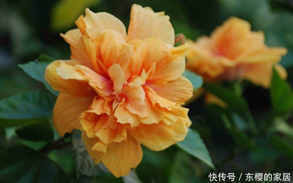  [指甲花]喜欢在家中养花卉，就选花色鲜艳，花期长，开花量繁多的3种花卉