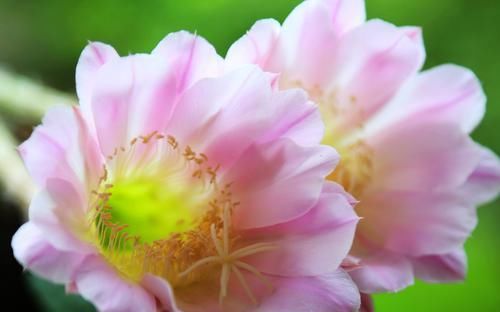  『花开满』仙人球不开花？学会这招，轻松养活，花开满盆