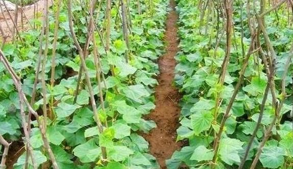  「种子」黄瓜应该如何种植？只要掌握这5种技术，黄瓜既好看又顺直