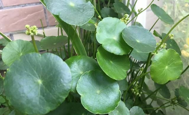  「寓意」寓意好的铜钱草开花后怎么办?就这几点会让“它”叶片油绿爆盆!