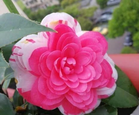  【家里】此花很奇特，一株开出5颜色，花朵比脸大，家里养一盆，漂亮大气