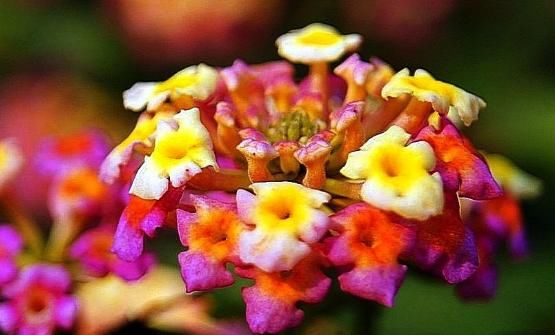  「随便」这4种花“随便养”，一年开花300多天，阳台变“花海”，轻松爆盆