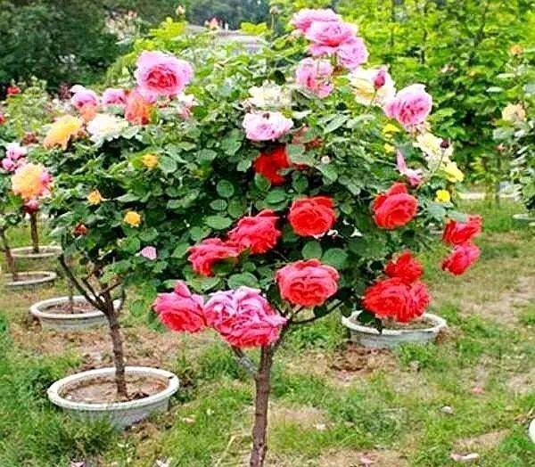 栀子花|杜鹃花,栀子花扔了吧!养棵“花树”,能开花300天,见土就活