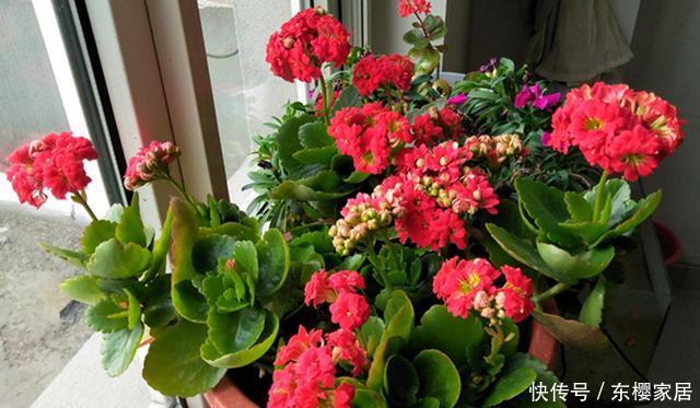  春天：春天修剪完这3种花，枝条可以进行二次扦插，生根发芽能开花