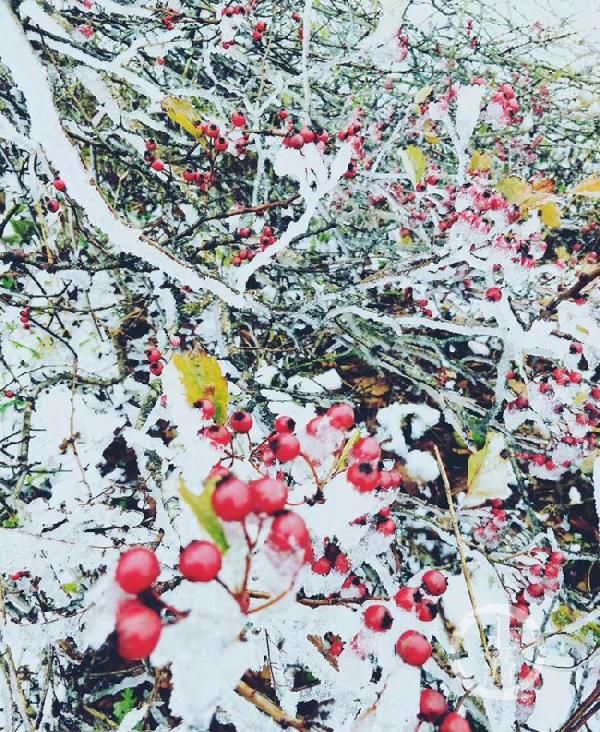  「哇塞」哇塞！重庆2019年第一场雪来了 城口喜降瑞雪