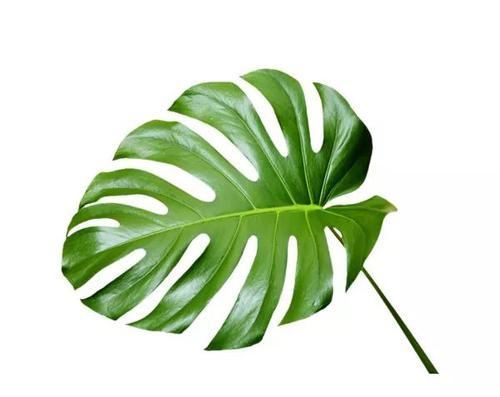  卫生间摆放@家庭室内绿植摆放秘籍，摆错位置绿植长不好，人也不健康