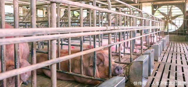 全国猪价继续大幅度下滑，养殖户们都要疯掉了！