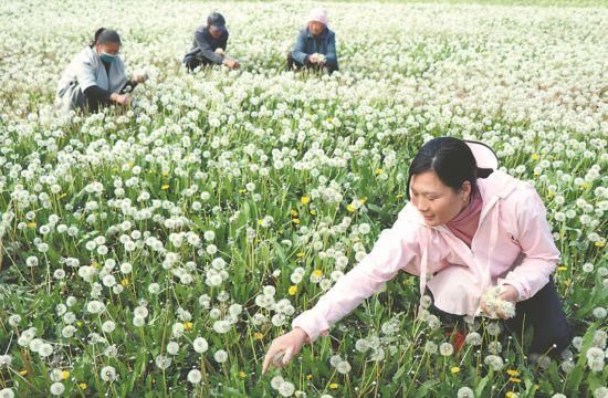  『花成』点花成“金”！安徽因地制宜发展“花经济”