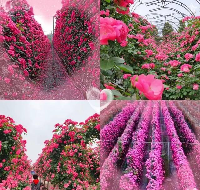 「体温检测」第四届〈花乡玫瑰〉艺术节!门票无限量免费送!
