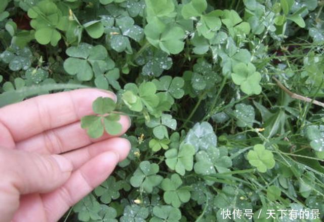  「回家」炎热的夏天，在河边看到“酢浆草”，可以挖回家养，珍贵、值钱