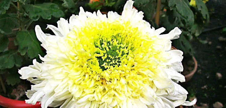  [玉衣]冬天养菊花，就养盆“精品菊花”西施倩装，似翡翠玉衣，矜持舞魅