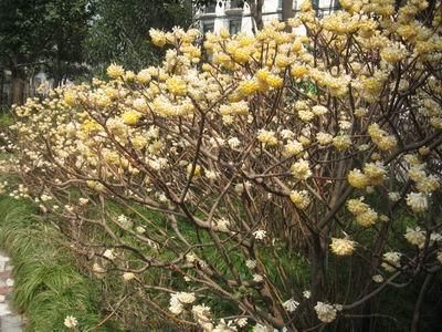  #古老#1种古老花卉，开花漂亮，花香浓郁，传言枝条打个结能实现愿望