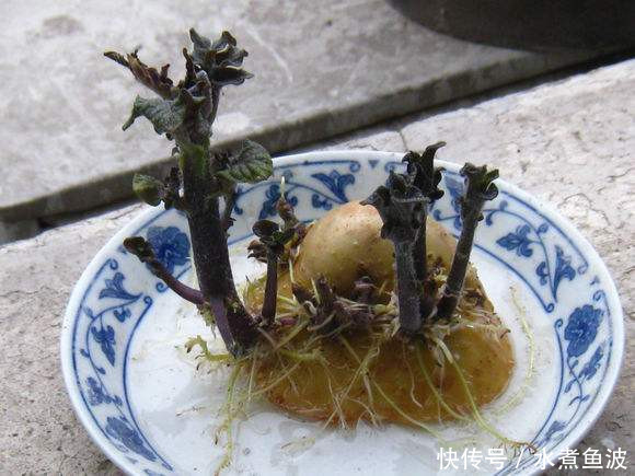  不用@阳台上种菜，别缺这6样，随便种一盆，割菜好几茬，都不用买菜了