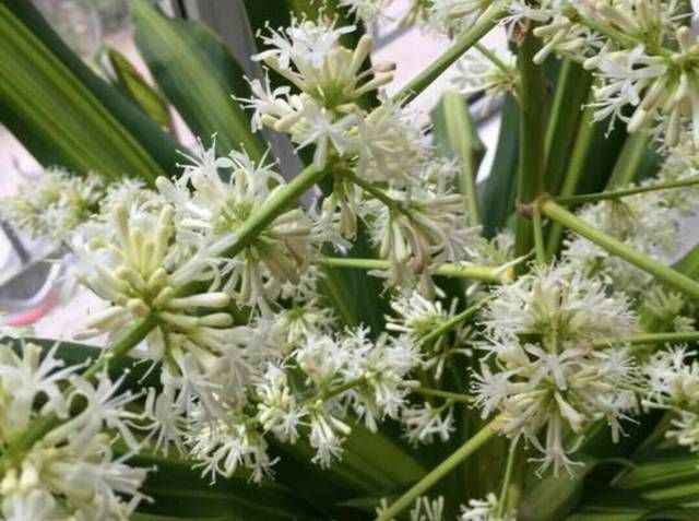 【观叶】观叶植物也门铁你知道多少也门铁怎么扦插繁殖讲讲土培和水培