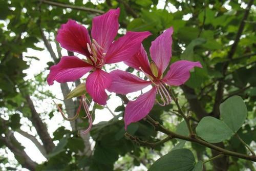  『观赏树木』红花羊蹄甲是美丽的观赏树木，花大，紫红色，花香