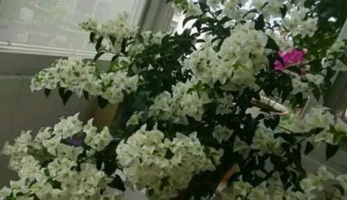  『品种』三角梅开花超好看的8个品种，开花持续280天，还不来养一盆？