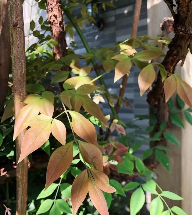  [家里]三月, 家里的植物