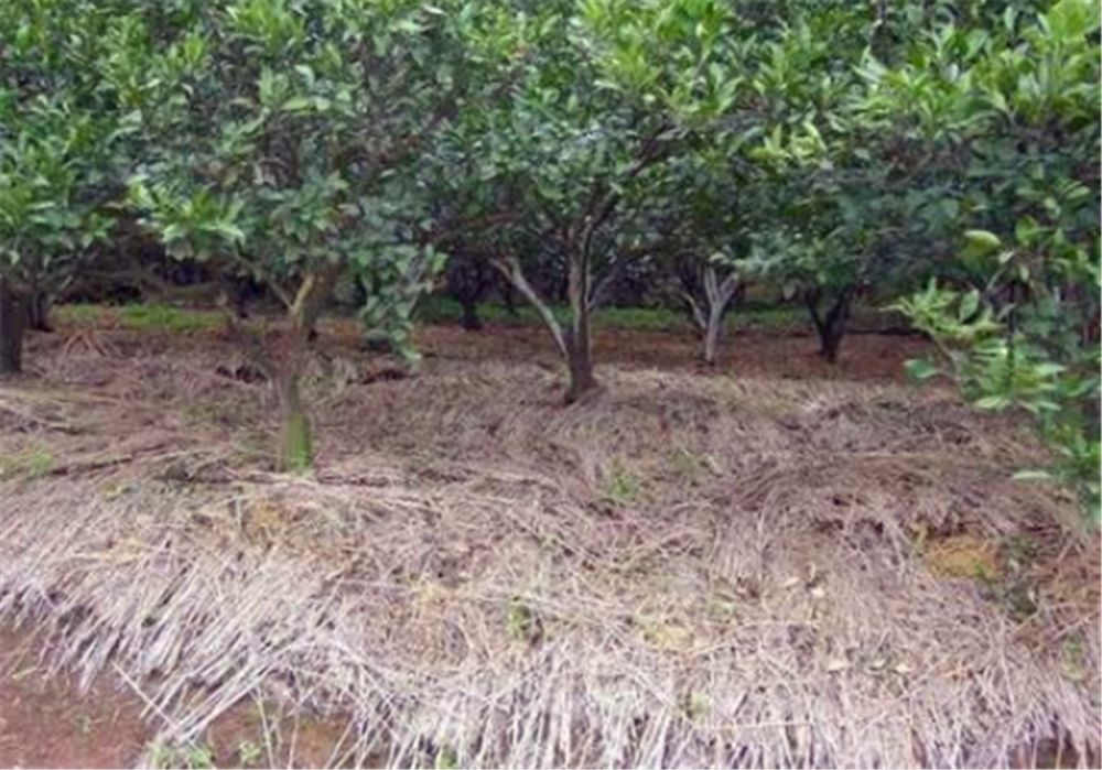  秸秆@用秸秆覆盖在地面上可以有效防止杂草，为什么果农们很少这