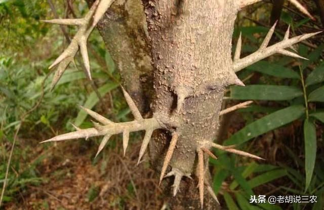 以前，它30元一斤，如今，5元一斤没人要，种它的都赔钱了