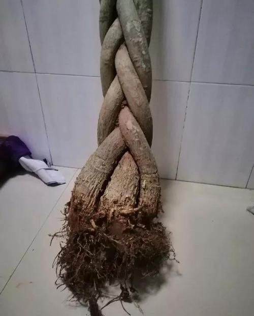  蟹爪兰■养花选盆很关键，4种花得用小盆“挤着养”，才能长得旺！