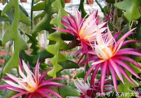 令箭荷花:阳台养这3种花,不浇水也能开,不怕晒不怕旱,开花惹人爱