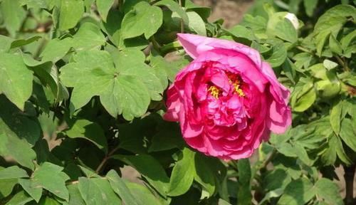 『牡丹』喜欢菊花,就养盆“牡丹珍品”卷叶红,枝头窜满花苞,艳压群芳