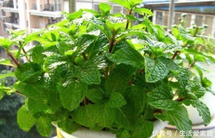 【漂亮】4种漂亮花,好养易活,花开不断,挤满整个阳台,你喜欢哪一种