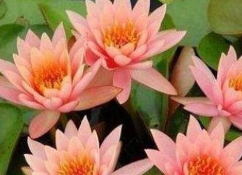  「绿萝」3种“花草”，越是浇水长势越好，一个月长满一大盆，比绿萝还美