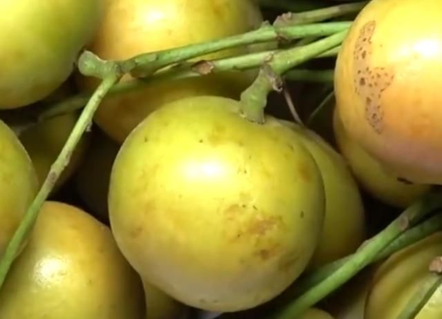  「果子」一种果子生长在山上，开花结果需要2年，如今农民大量种