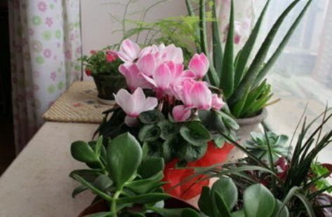  「硫酸亚铁药」养花总养不好，学会使用这3种“药”，根茎变壮硕，四季都开花！