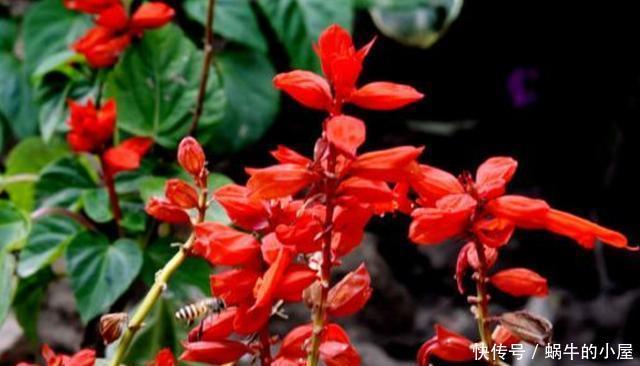 『漂亮』适合夏天养的花卉,枝繁叶茂开花爆盆,花大色艳花期长,漂亮极了