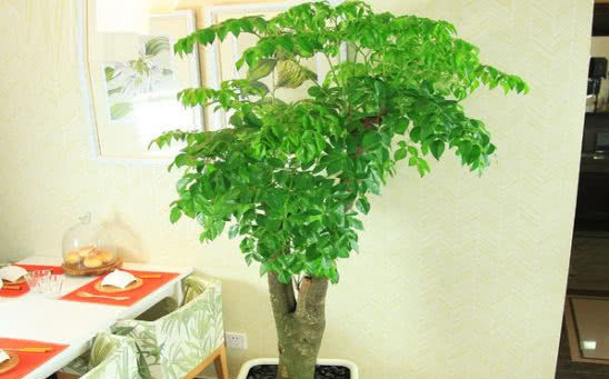  【家里】总说屋里不能“养树”，这4种树摆家里，能“旺运”添财气！