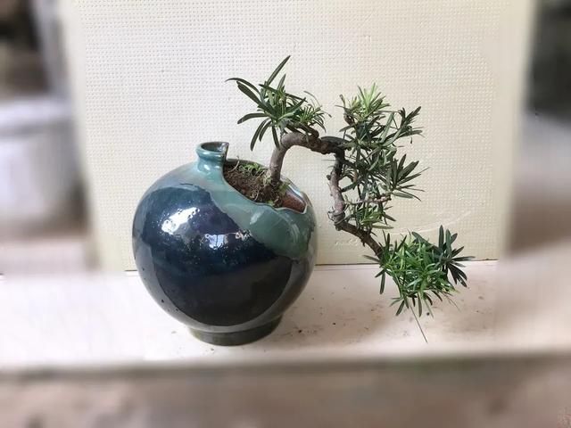  旺盛|夏季养罗汉松盆景技巧，做到3点，罗汉松叶片旺盛绿油油